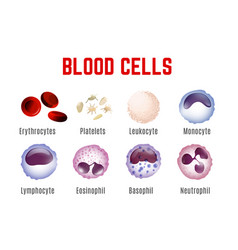 Main blood cells in scale - erythrocyte Royalty Free Vector