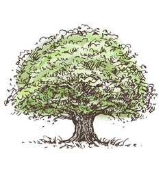 Sketch Of Single Big Old Deciduous Tree Oak With