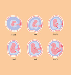 Embryo Development Six Phases