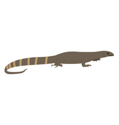 Skink