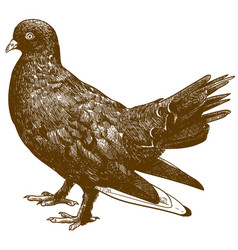 Engraving Of Black Pigeon Bird