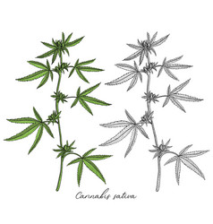 Drawing Cannabis Plant