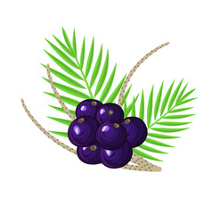 Ripe Acai Berries Palm Leaves And Branches