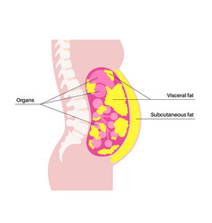 Visceral Fat Diagram