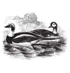 Long Tailed Duck Vintage