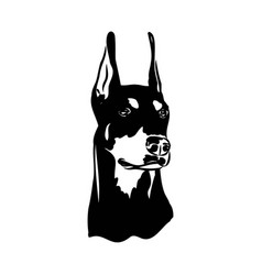 Doberman Dog Black And White Portrait The Head