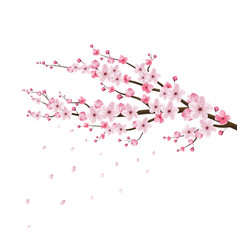 Apple Blossom Drawing Vector Images Over 1 600