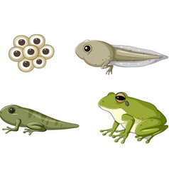 Frog Life Cycle Diagram