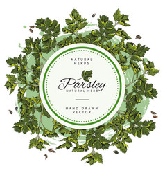 Parsley Kitchen Herb Badge Or Label With Circle