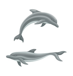 Whale Species Animals Set Dolphins Ocean Or Sea