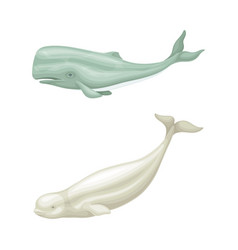 Whale Species Animals Set Cachalot And Beluga