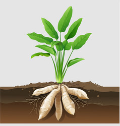 Arrowroot Plant