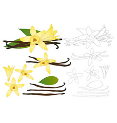 Vanilla Planifolia Flower Outline