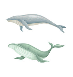 Whale Species Animals Set Marine Mammals