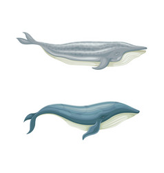 Whale Species Animals Set Marine Underwater