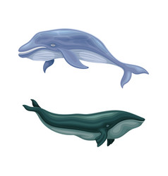 Whale Species Animals Set Giant Marine Underwater