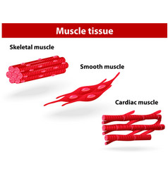 Types Of Muscle Tissue