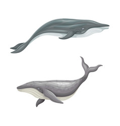 Whale Species Animals Set Marine Underwater Sea