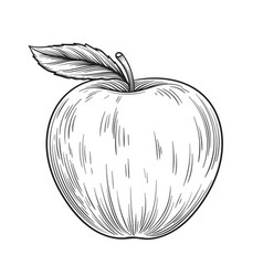 Hand Drawn Apple