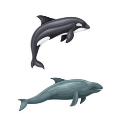 Whale Species Mammal Animals Marine Underwater