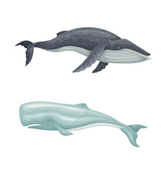 Whale Species Mammal Animals Set Cachalot