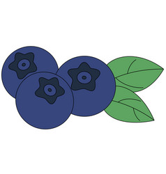 Blueberries Isolated Hand Drawn