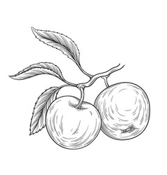 Hand Drawn Apple On Branch