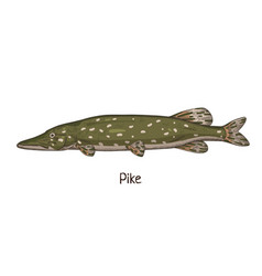 Pike Vintage Drawing Realistic River Freshwater