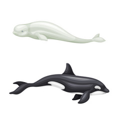 Whale Species Mammal Animals Set Beluga And Orca