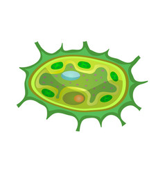 Plant Cells Biological Composition