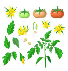 Morphology Healthy Tomato Plant Parts