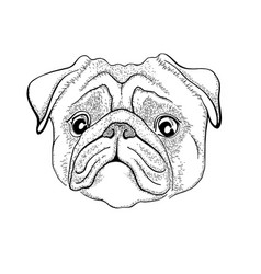 Pug Dog Black And White Hand Drawn Cartoon Vector Image