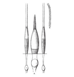 Cones And Rods Of Retina Vintage