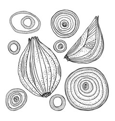 Onion Hand Drawn Isolated Black