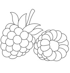 Raspberry Isolated Coloring Page Hand Drawn