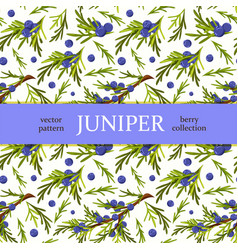 Seamless Pattern Blue Berries And Juniper Leaves