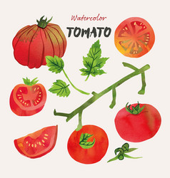 Tomato And Leaves Watercolor Set