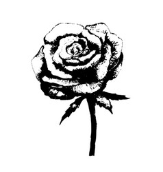 Rose Flower Black And White Drawing Etch