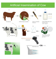 Artificial Insemination Cow