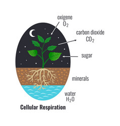 Cellular Respiration Biological Composition