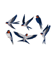 Barn Swallow With Long Tail And Sharp Wings