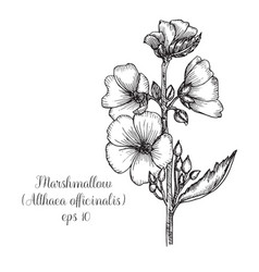 Hand Drawn Ink Althaea Officinalis