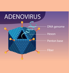 Adenovirus Structure Diagram On Virus Icon