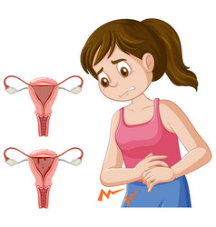 Infographic Of Stages Of The Menstrual Cycle