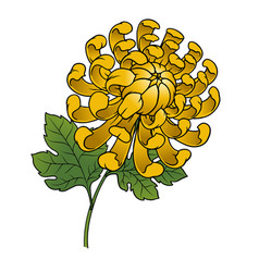 Hand Drawn Of Yellow Chrysanthemum Flower