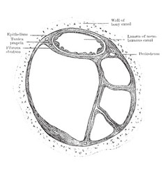 Section Of Semicircular Canals Vintage