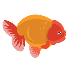 Ranchu Fish On White Background