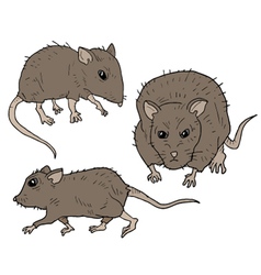 Three Rats