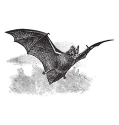 Long Eared Bat Vintage