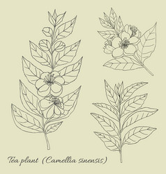 Tea Plant Camellia Sinensis